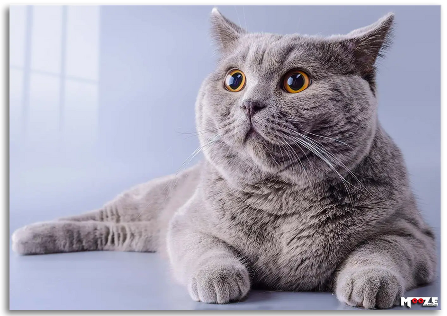 Şaşkın Gri: British Shorthair
