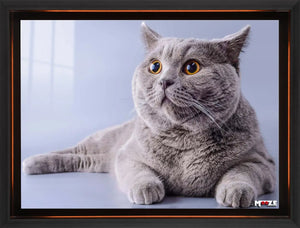 Şaşkın Gri: British Shorthair