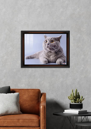 Şaşkın Gri: British Shorthair