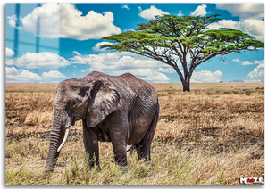 Savana Devi: Afrika Fili