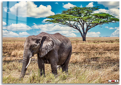 Savana Devi: Afrika Fili