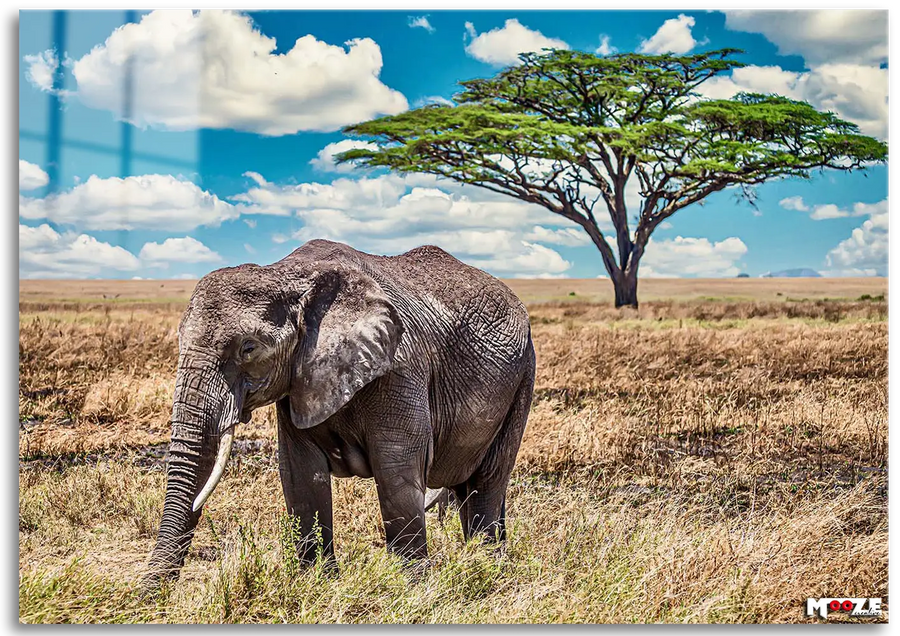 Savana Devi: Afrika Fili