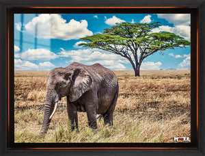 Savana Devi: Afrika Fili