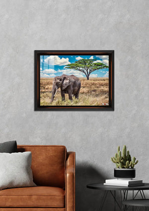Savana Devi: Afrika Fili