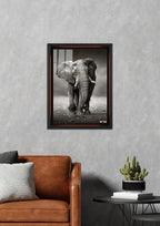 Savana Devi: Siyah Beyaz Fil