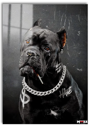 Sokak Gücü: Pitbull Portre