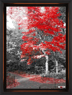 Sonbahar Kırmızısı: Park