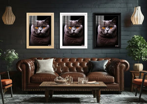 Turuncu Göz: British Shorthair