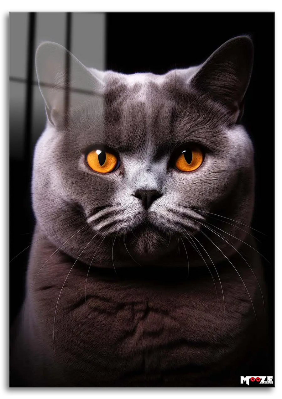 Turuncu Göz: British Shorthair