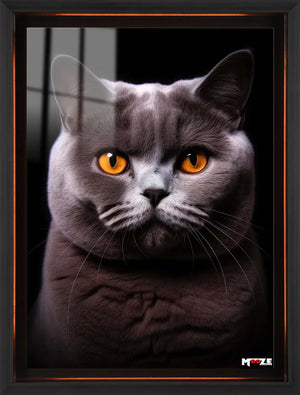 Turuncu Göz: British Shorthair