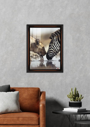 Vahşi Karşılaşma: Aslan ve Zebra