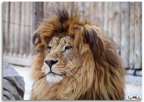 Yeleli İhtişam: Erkek Aslan