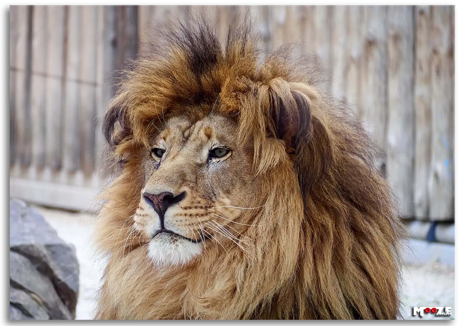 Yeleli İhtişam: Erkek Aslan