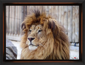 Yeleli İhtişam: Erkek Aslan