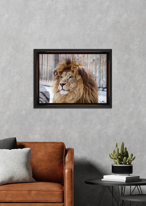 Yeleli İhtişam: Erkek Aslan